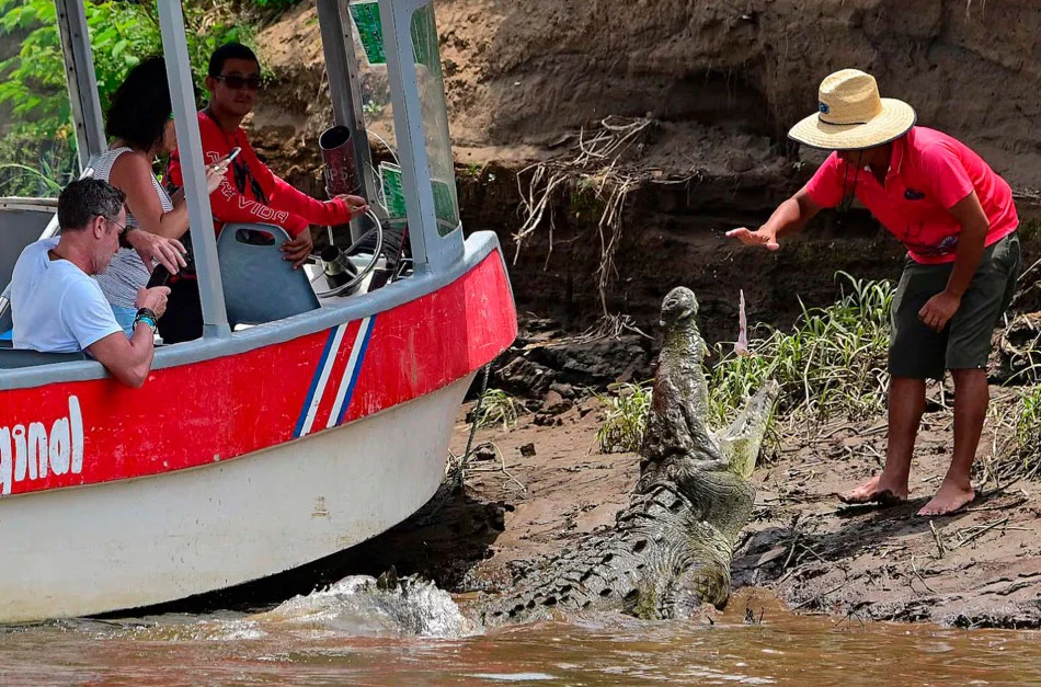 Guía alimentando a un cocodrilo durante el tour en pontones del Río Tárcoles