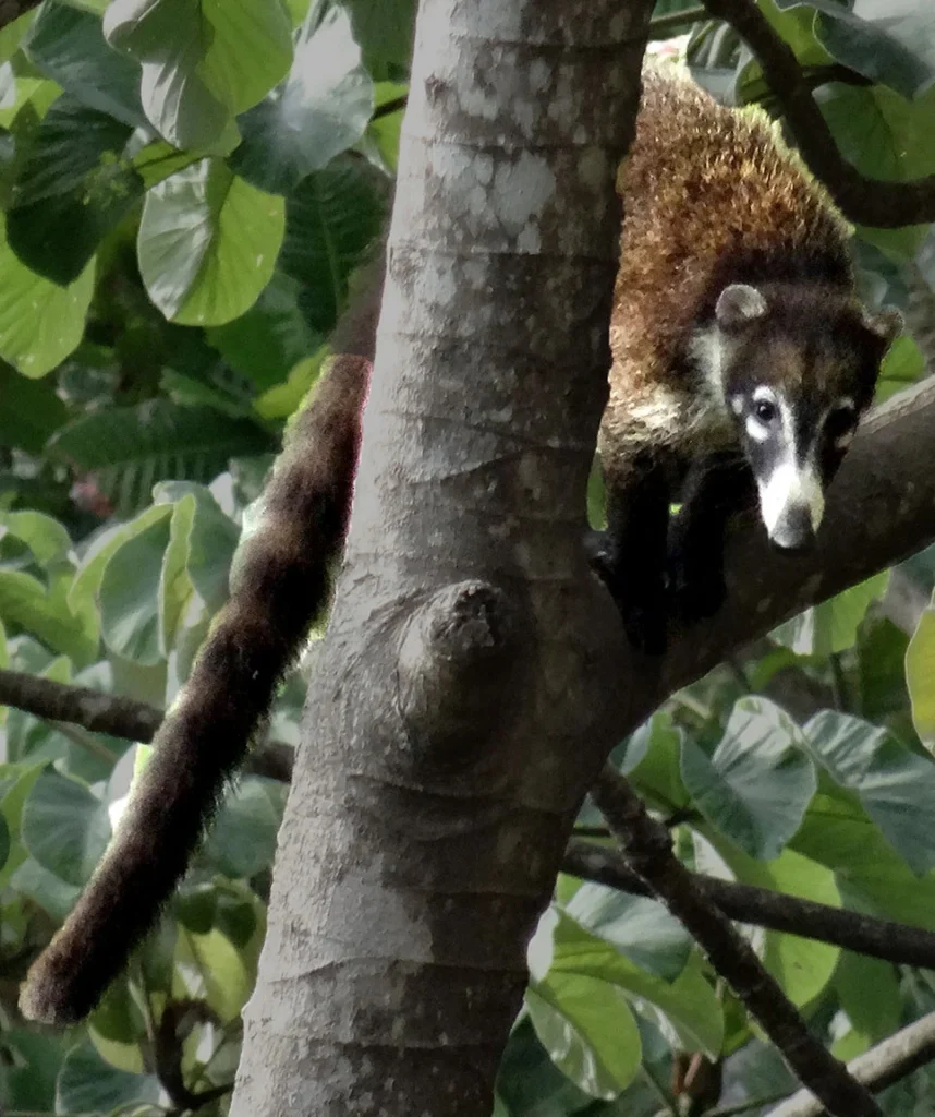Pisote (coatí) en el bosque del Parque Nacional Carara
