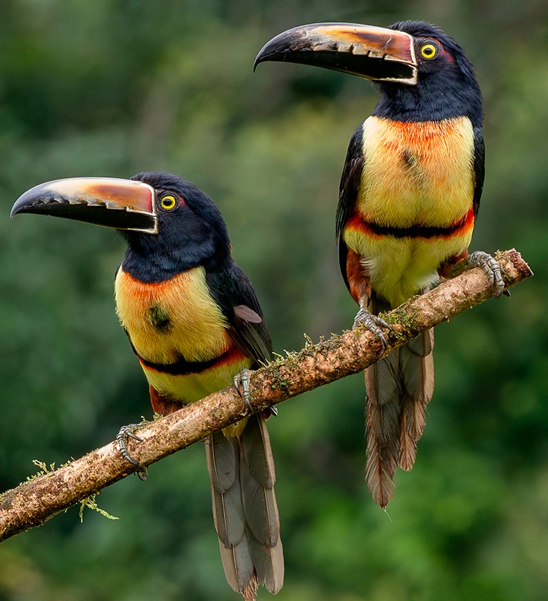 Pareja de tucancillos collarejos posados en una rama en el bosque de Selva Color