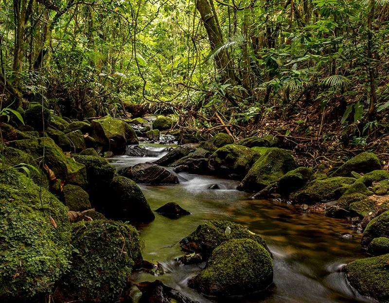Selva Color — quebrada en el bosque lluvioso